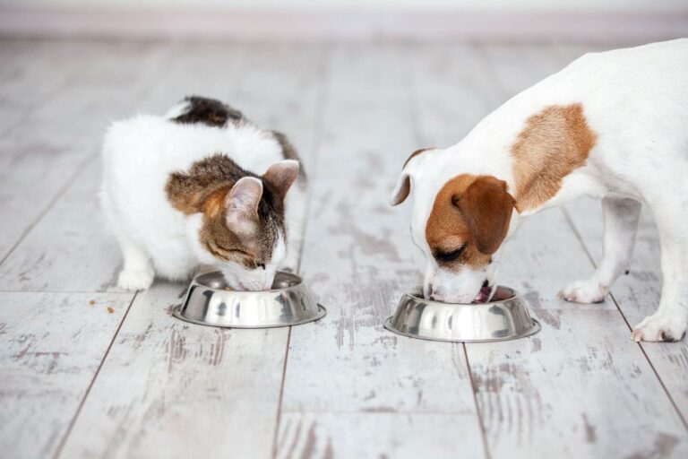 MBP Solutions - High Quality Pet Food Ingredients